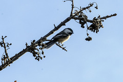 Poecile atricapillus