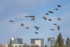 Branta canadensis