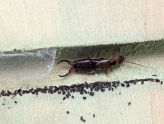 Forficula auricularia