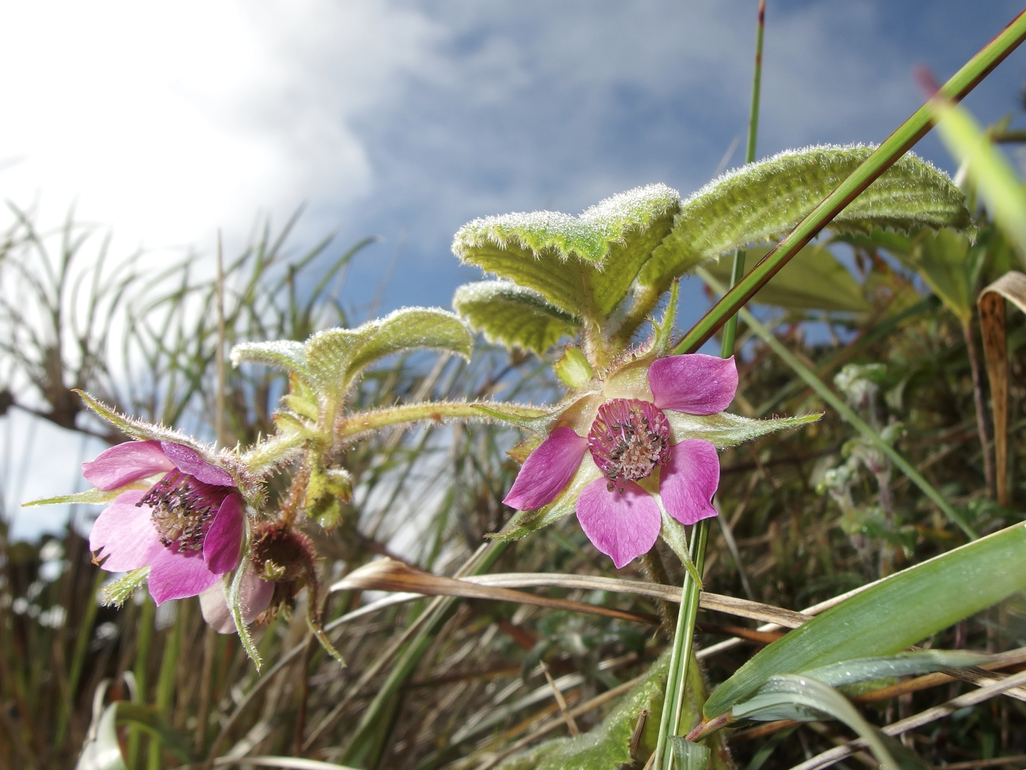 Rubus nubigenus image