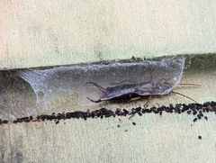 Forficula auricularia