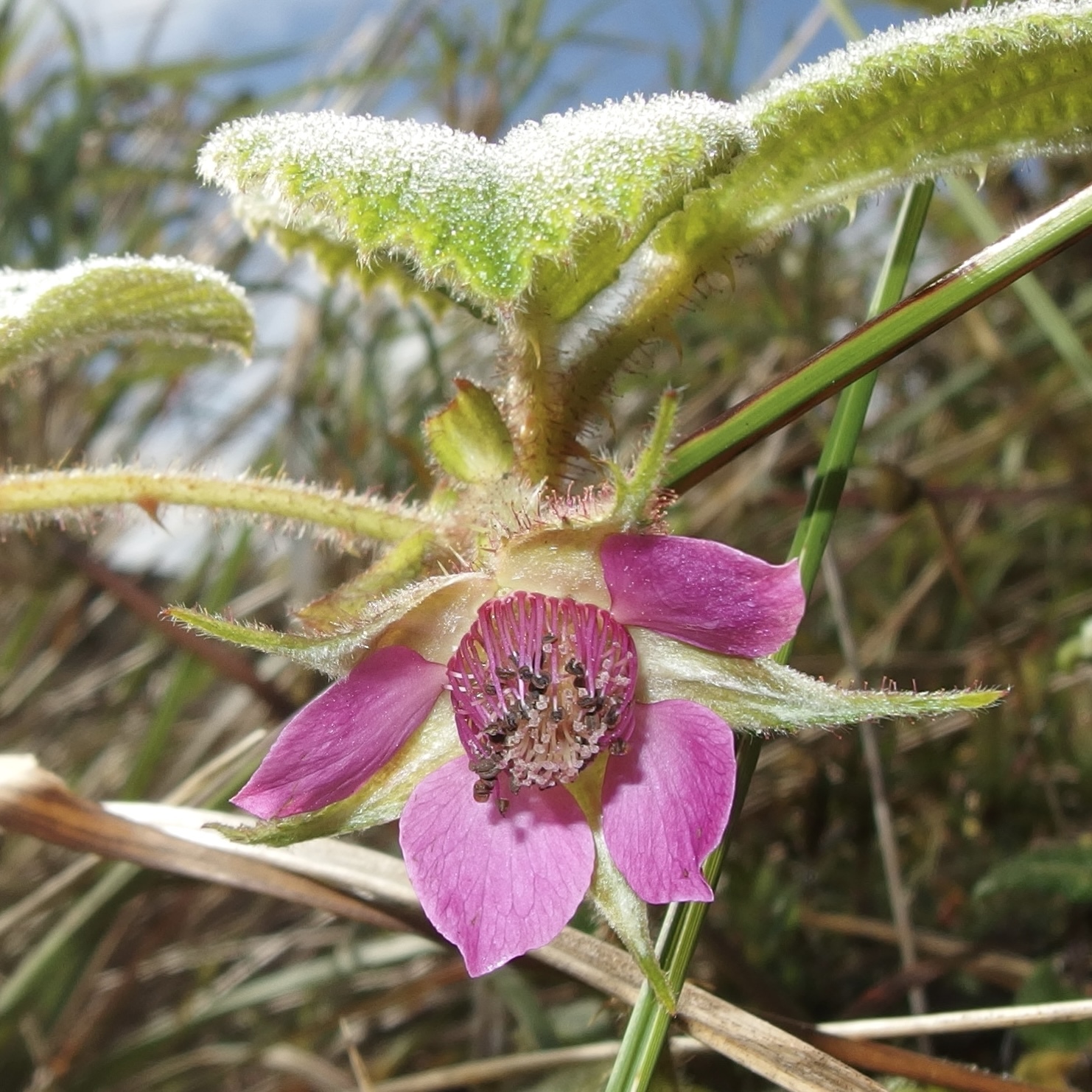 Rubus image