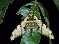 Protambulyx eurycles