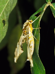 Protambulyx eurycles