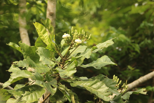 Anthocleista schweinfurthii