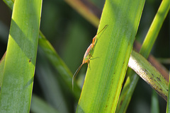 Conocephalus cinnamonifrons