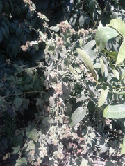 Arctium × maassii
