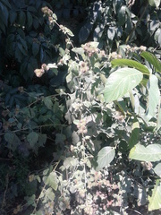 Arctium × maassii