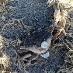 Liocarcinus vernalis