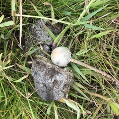 Agaricales