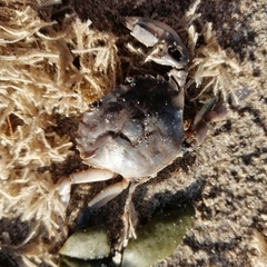 Liocarcinus vernalis