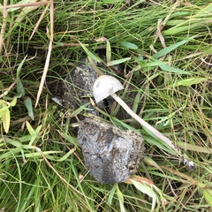 Agaricales