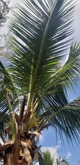 Cocos nucifera