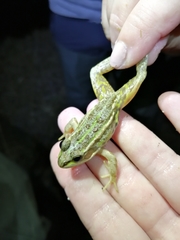 Pelophylax lessonae