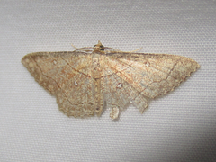 Cyclophora coecaria