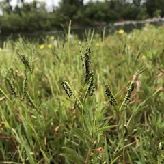 Angiospermae