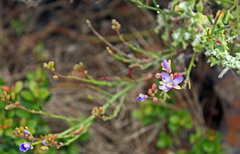 Heliophila linearis