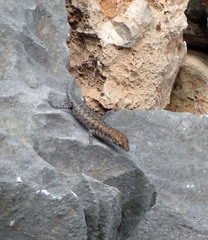 Liburnascincus mundivensis