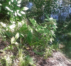 Epipactis helleborine