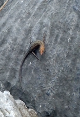 Liburnascincus mundivensis