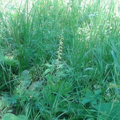 Epipactis helleborine