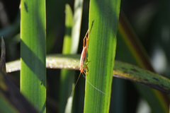 Conocephalus cinnamonifrons