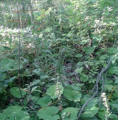 Epipactis helleborine