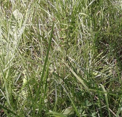 Epipactis helleborine