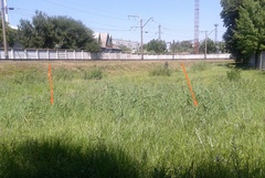 Epipactis helleborine