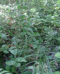 Epipactis helleborine