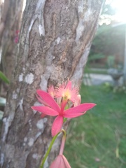 Epidendrum cinnabarinum