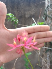 Epidendrum cinnabarinum