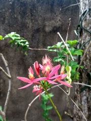 Epidendrum cinnabarinum