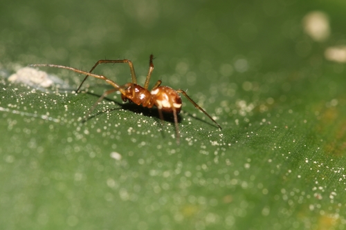 Garden Hammock Spider, Hortus Alkmaar, photo 7 of 10