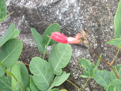 Camptosema rubicundum