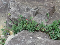 Camptosema rubicundum