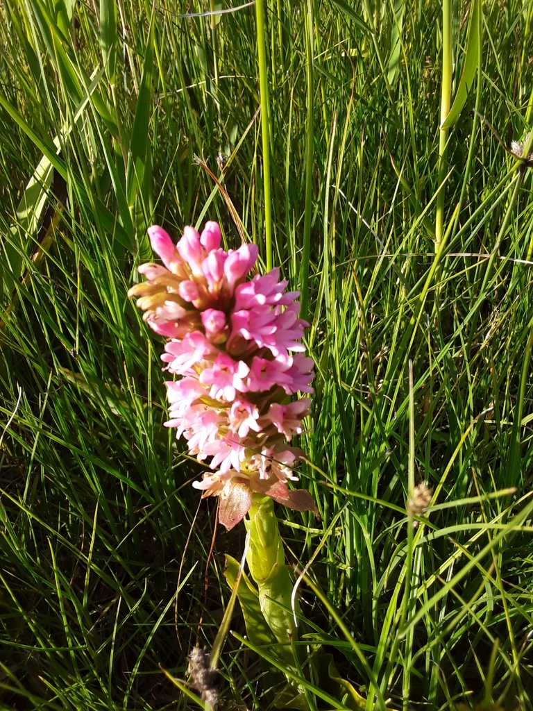 Satyrium hallackii