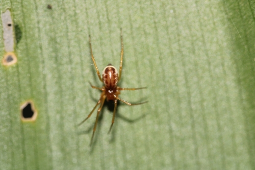 Garden Hammock Spider, Hortus Alkmaar, photo 10 of 10