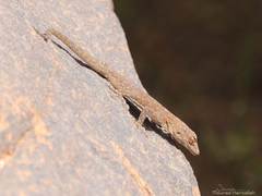 Ptyodactylus