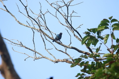 Hylopsar purpureiceps