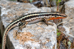 Lycian Rock Lizard photo 2