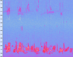 Pterorhinus chinensis