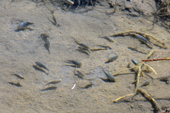 Cyprinodon pecosensis