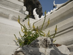 Lindenbergia philippensis