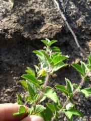 Solanum fernandesii