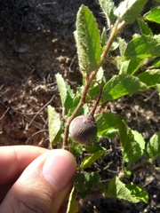 Solanum fernandesii
