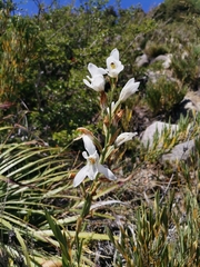 Chloraea longipetala