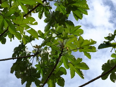 Cecropia obtusa