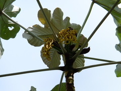 Cecropia obtusa