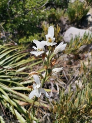 Chloraea longipetala